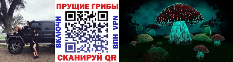 магазин  наркотиков  Волхов  Галлюциногенные грибы Psilocybine cubensis 